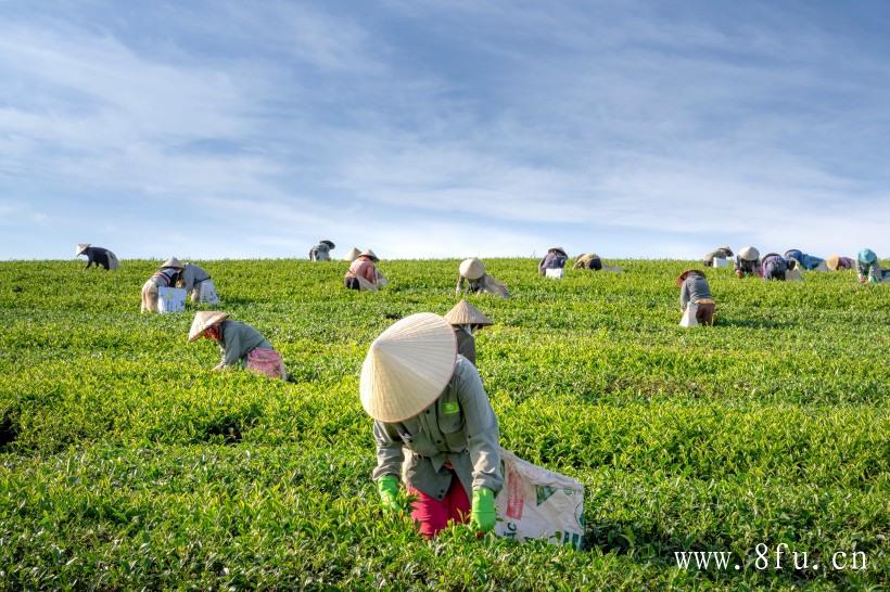 白茶价格多少钱一斤？