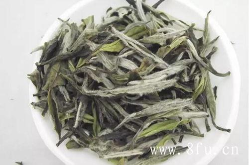 300年的时间足够让茶树生长至一人多高。茶树的特点就是树有多高，根系就有多深。