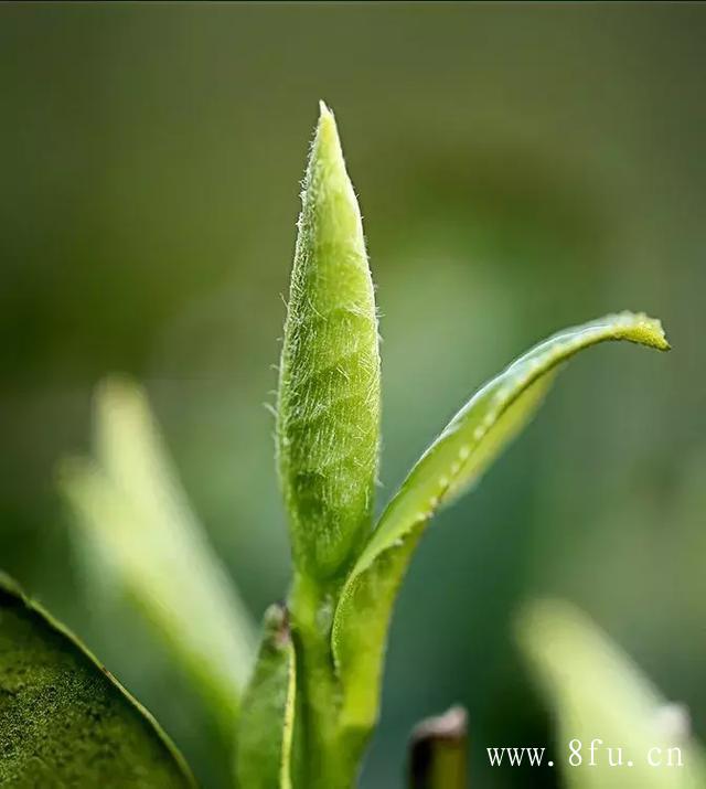 白毫银针属于白茶