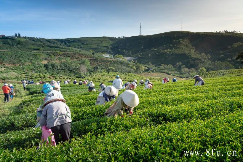 喝白牡丹茶的方式