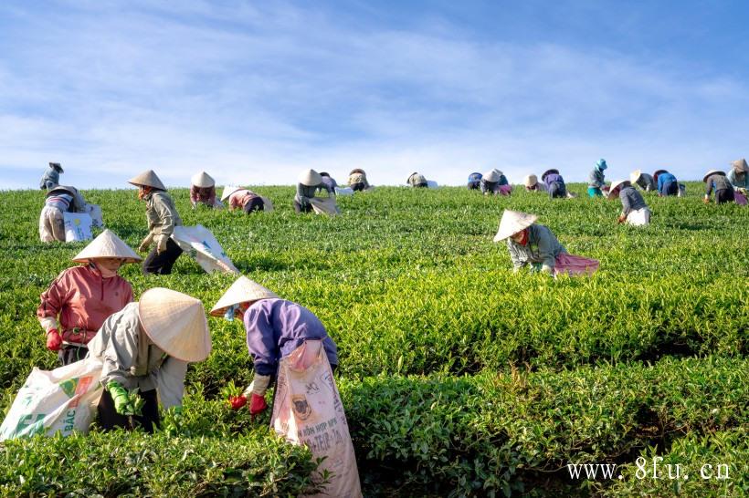 白茶冲泡温度