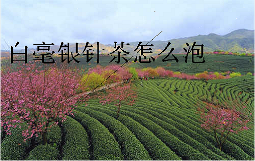 白毫银针茶怎么泡