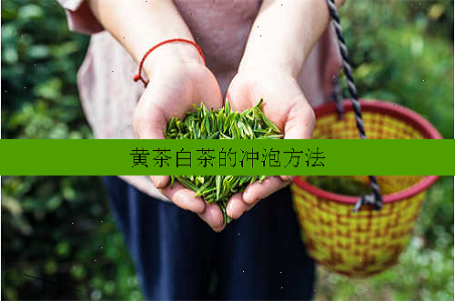 黄茶白茶的冲泡方法