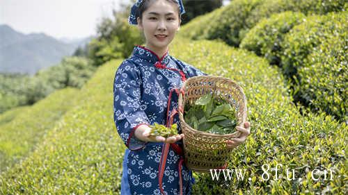 福鼎白牡丹茶饼的功效