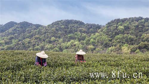 新工艺白茶和饼茶的区别