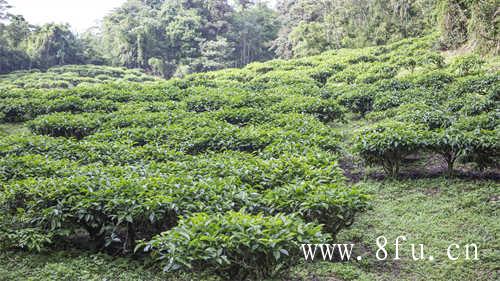 10年的福鼎白茶值多少钱一斤