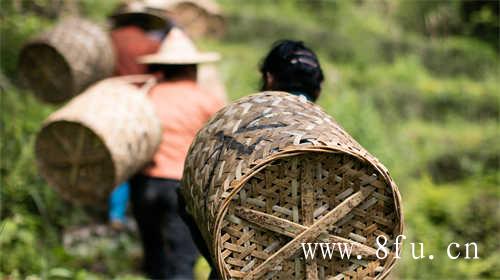 白茶送礼推荐乌龙茶送礼