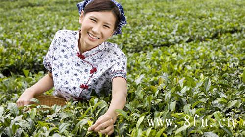 老白茶的煮茶细节你知道多少