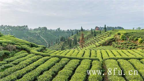 你知道什么是黑茶吗