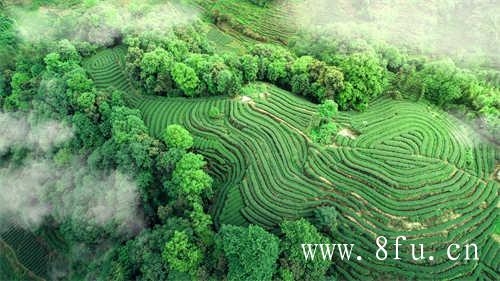 太姥山高山银针新茶上市时间