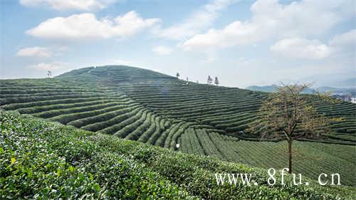 现在中国普洱茶十大品牌