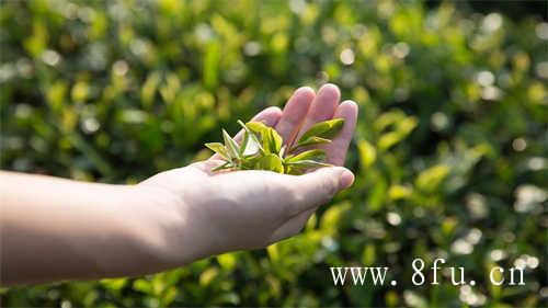 福鼎白茶伏季休茶全面结束