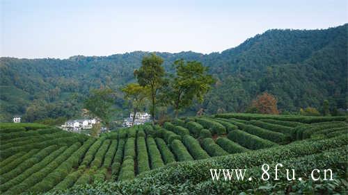 白茶压饼好还是散茶好