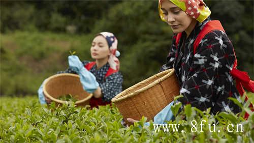 白毫银针饼的茶汤颜色变化