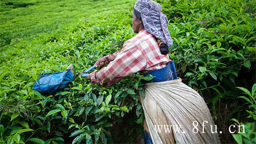 七年一级贡眉茶多少钱一斤