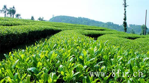 白茶究竟是选择散茶好还是茶饼好