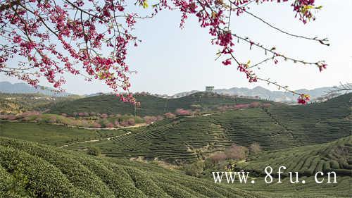 白茶中最具山野味道的茶贡眉