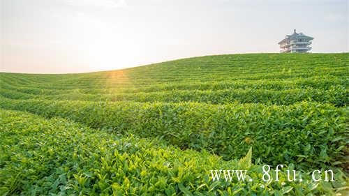 特级老白茶寿眉茶饼价格