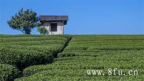 福鼎白茶的白茶属性目前