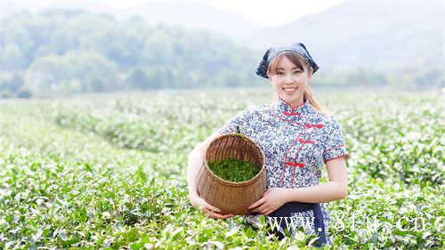 茶和世界共品共享普洱茶