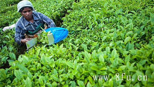 福建白茶村茶业有限公司白毫银针