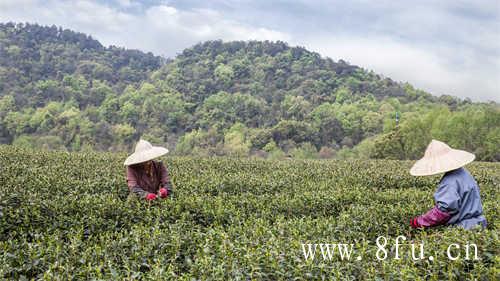 福鼎白茶讲堂:白茶的六大称呼