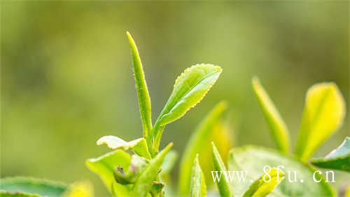 福鼎白茶2019年新茶市场如何