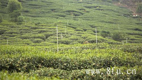 贡眉白茶的价格决定因素有哪些