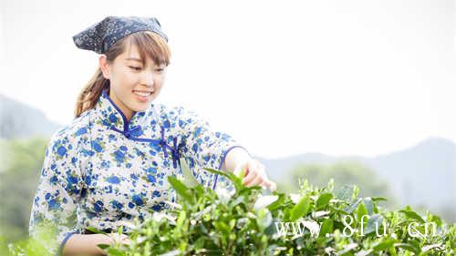 夏天喝白茶好还是秋天喝白茶好