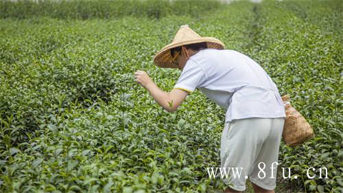 茶文化与旅游业的良性互动