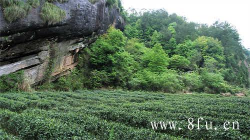 白毫银针只能喝新茶不能喝老茶