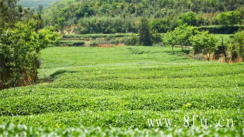 福鼎白茶是什么茶