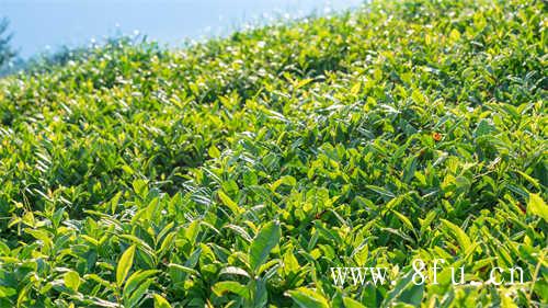 枣香枣香寿眉是茶友们的新宠