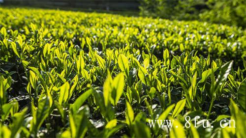 贡眉茶的价格决定因素