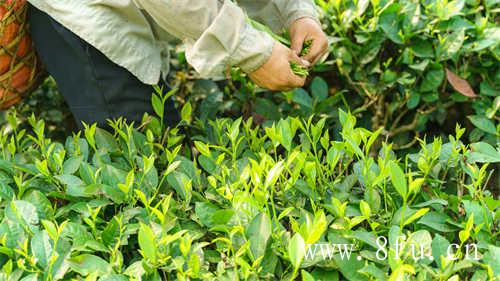 市场上的贡眉白茶多少钱一斤