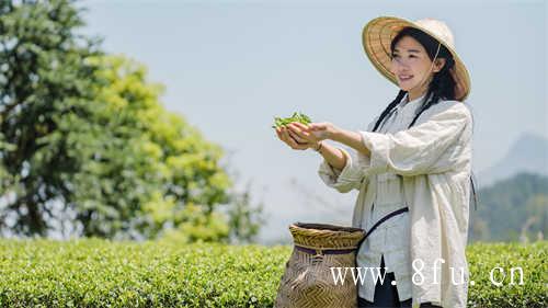 寿眉是白茶中低端茶吗