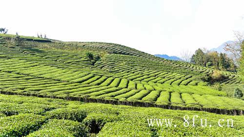 寿眉白茶简介什么是寿眉白茶