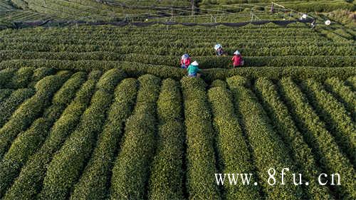 白毫银针白牡丹不用洗茶