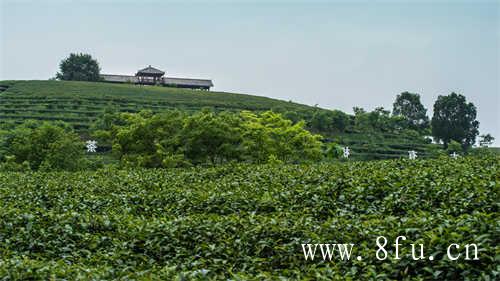 柘荣高山白茶掀开华丽的面纱