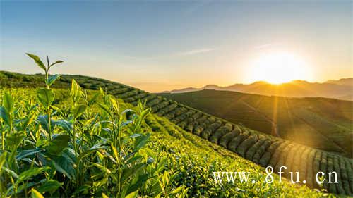 怡臻原研学栏目茶区研学