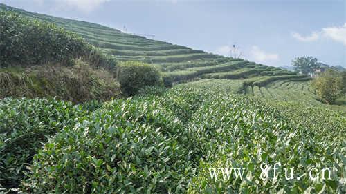 福鼎老白茶消炎杀菌圣品