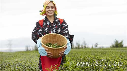 白茶的白牡丹新茶阶段花香馥郁