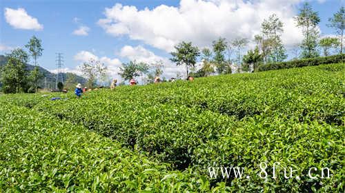 茶友喜欢喝老白茶