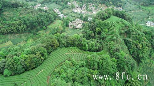 福建白茶产地是哪里最好