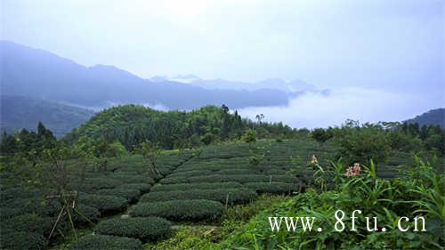 太姥山千年白茶古树守护人