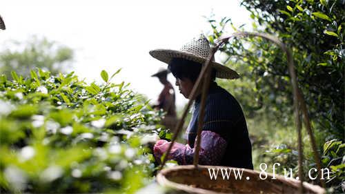 白毫银针茶汤怎么冲泡