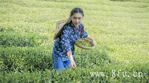 寿眉不如白毫银针白牡丹高级