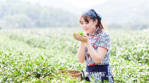 老白茶泡法有哪些