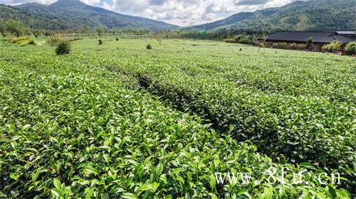 白茶压饼好还是散茶好