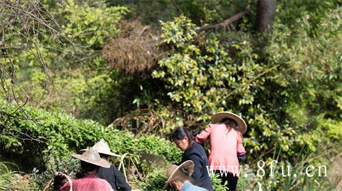 白茶的白牡丹新茶阶段花香馥郁